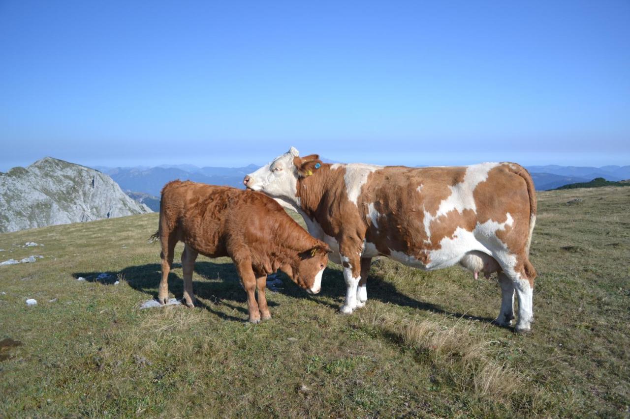 Gasthof Oberer Gesslbauer Stanz Im Murztal Exterior foto